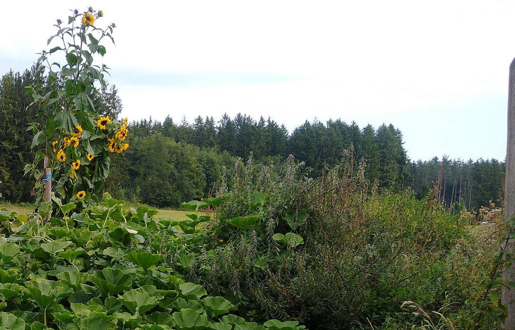 Herzgespann oder Löwenschwanz rechts von Sonnenblumen und Kürbis: Pflanzen Sie Bäume und Sträucher als gute Bienenweide und bienenfreundliche bzw. insektenfreundliche Stauden.