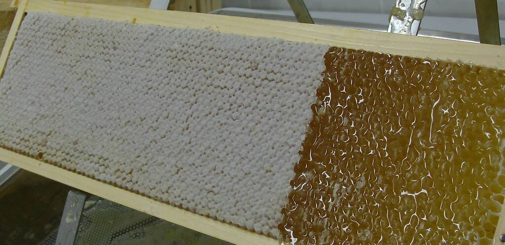 Bio-Bienenhonigwabe, flüssiger Honig kann geschleudert werden