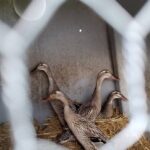 Nacktschnecken sind ihre Leibspeise